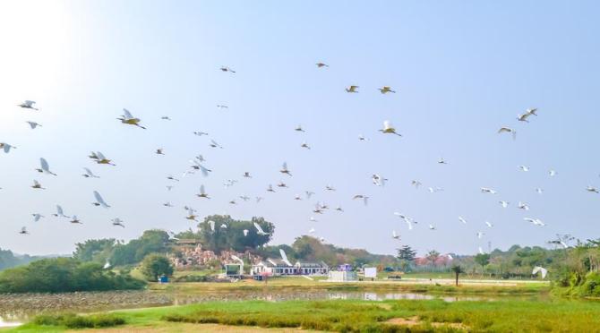 Birds migrating in flocks for the coming winter in Sanshui