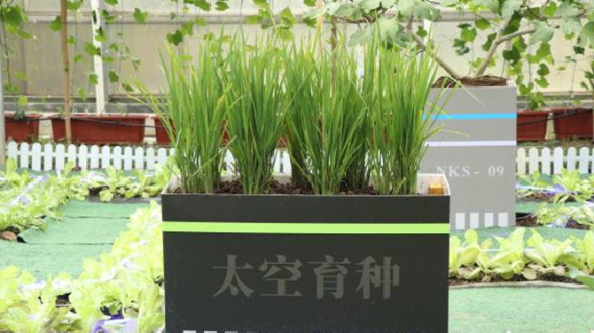 Come and see &quot;space seeds&quot; at Foshan Agricultural Science Institute