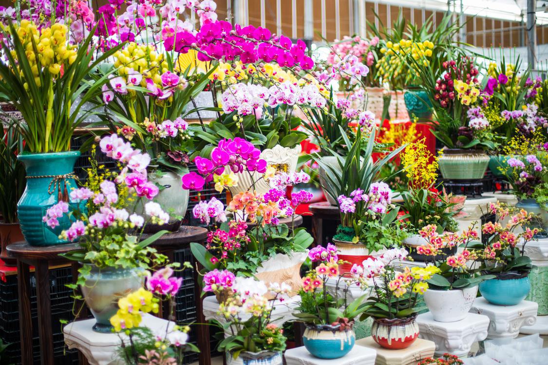 Foshan&#39;s biggest flower market kicked off in Chencun, Shunde