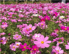 Cosmos flowers in full blossom in Sanshan Forest Park