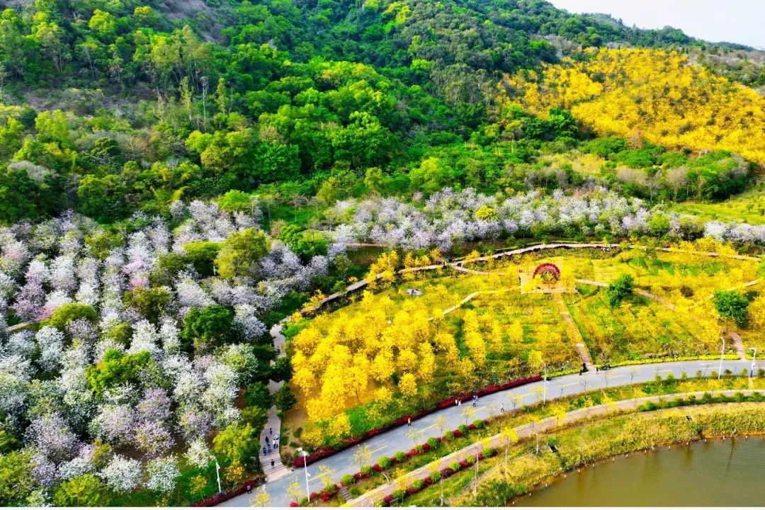 4-kilometer flowering trees blossom at Xiqiao Mountain, Nanhai