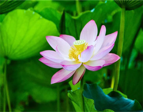 Lotus flowers bloom ahead of Summer Solstice in Foshan