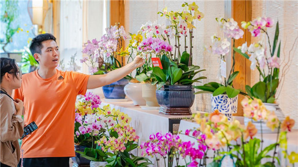 Butterfly orchid production and sales thrive in Chencun, Shunde