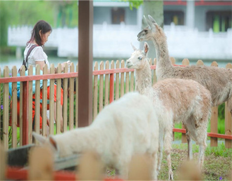 Explore the Enchanting Wildlife Haven in Foshan&#39;s Wangjiegang Forest Park