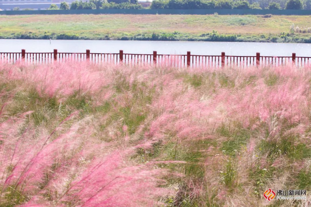 芦苞花海生态公园